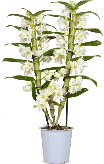 Dendrobium "pure white" (Bamboo orchidee) (M)
