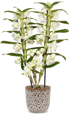 Dendrobium "pure white" (Bamboo orchidee) (M)