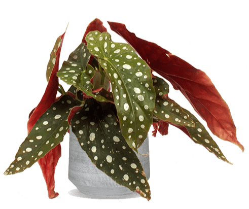 Begonia maculata (Stippenplant) (S)
