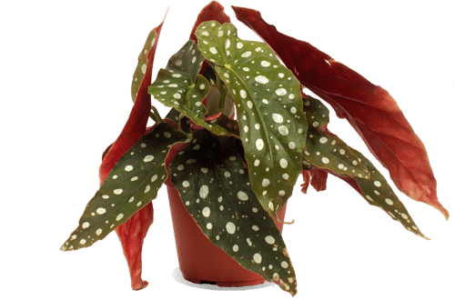 Begonia maculata (Stippenplant) (S)