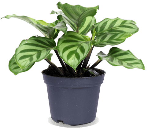 Calathea Freddie (XS)