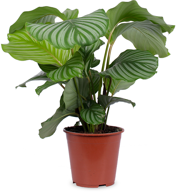 Calathea orbifolia (Pauwenplant) (M)