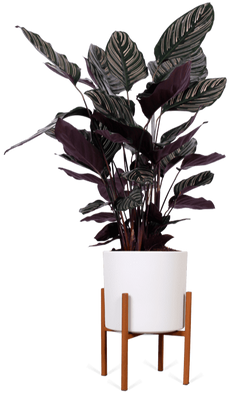Calathea ornata (Pauwenplant) (M)