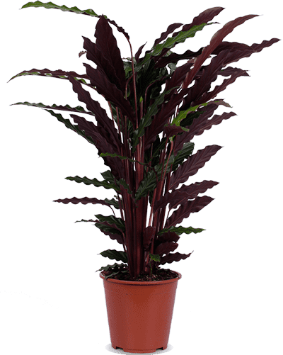 Calathea rufibarba (Pauwenplant) (M)