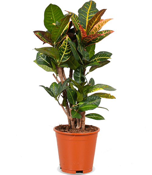 Croton petra codiaeum (Wonderplant) (M)