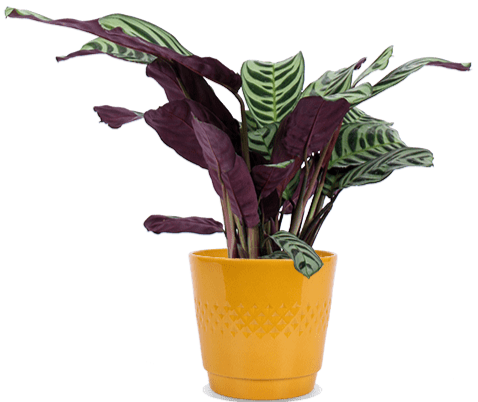Ctenanthe burle-marxii (S)
