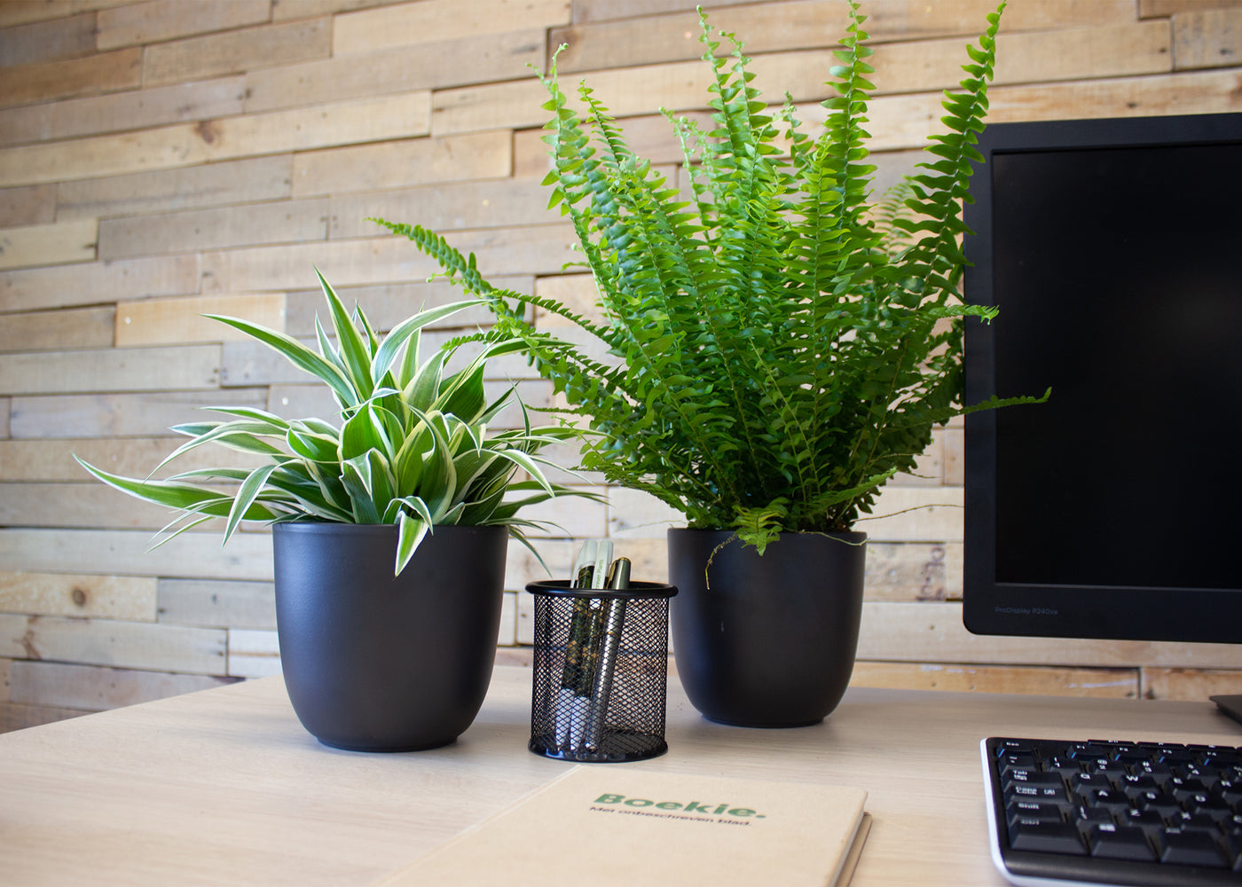 Gevarieerd bureauplant