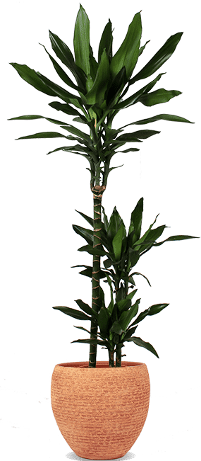 Dracaena janet lind (Drakenbloedboom) (L)