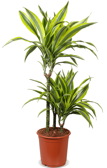 Dracaena lemon lime (Drakenbloedboom) (M)
