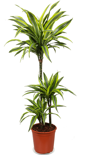 Dracaena lemon lime (Drakenbloedboom) (L)