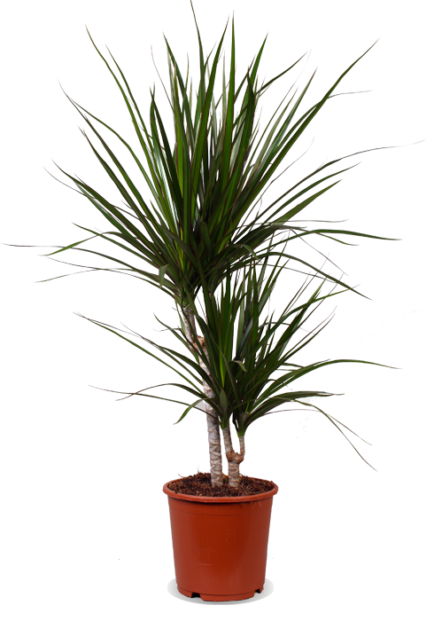Dracaena marginata (Drakenbloedboom) (M)