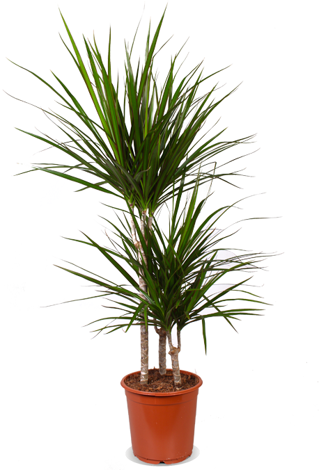 Dracaena marginata (Drakenbloedboom) (L)