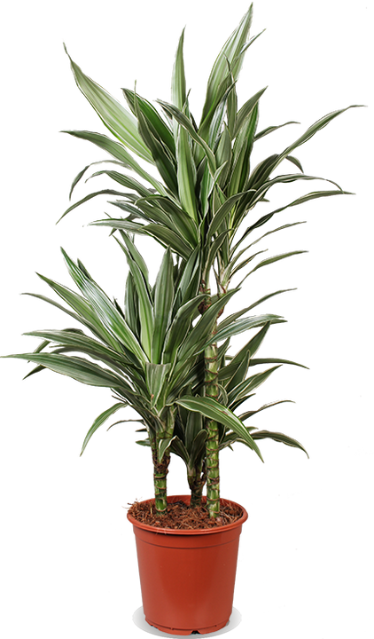 Dracaena warneckei (Drakenbloedboom) (M)