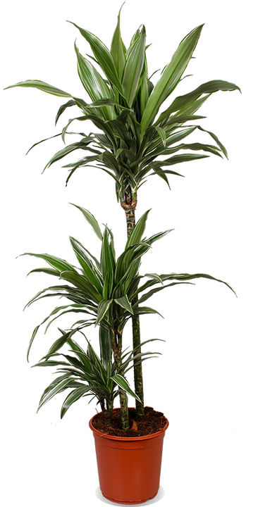 Dracaena warneckei (Drakenbloedboom) (L)
