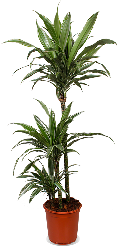 Dracaena warneckei (Drakenbloedboom) (L)