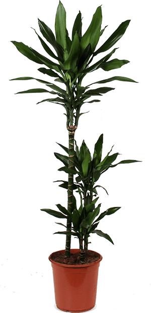 dracaena kopen Dracaena janet lind (Drakenbloedboom) (L)