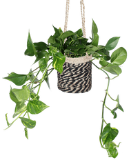 Epipremnum aureum (Drakenklimop) (M)