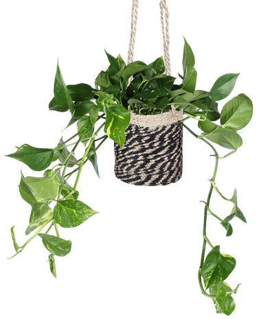 Epipremnum aureum (Drakenklimop) (M)