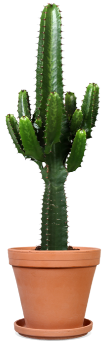Euphorbia erytrea (Cowboycactus) (M)