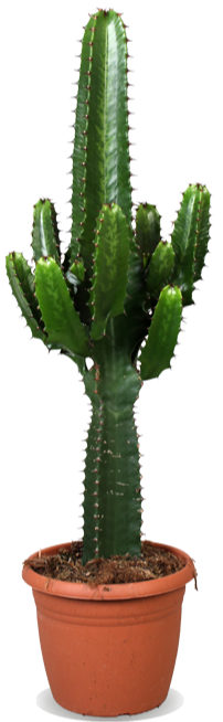 Euphorbia erytrea (Cowboycactus) (M)
