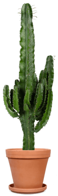 Euphorbia erytrea (Cowboycactus) (L)