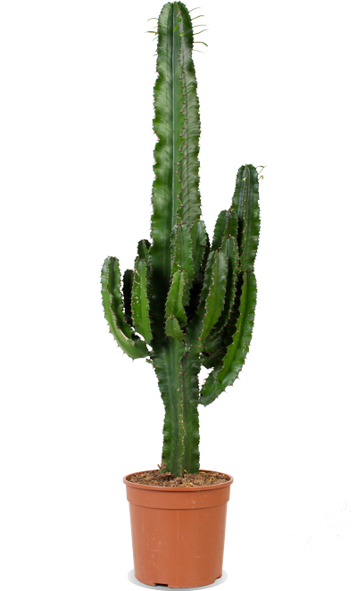 Euphorbia erytrea (Cowboycactus) (L)