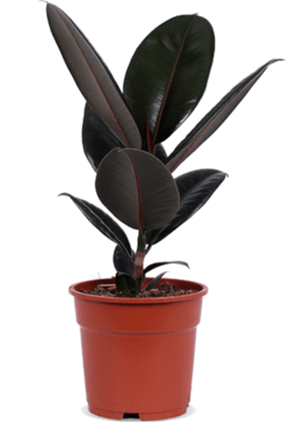 Ficus abidjan (Rubberplant) (M)