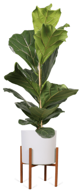 Ficus lyrata (Tabaksplant) (L)