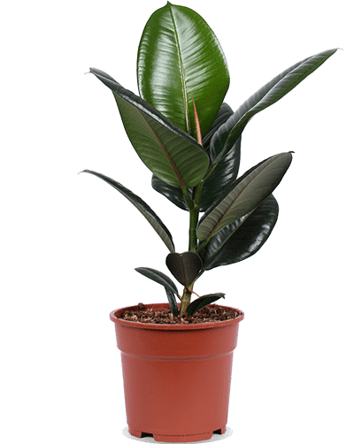 Ficus robusta (Rubberplant) (M)