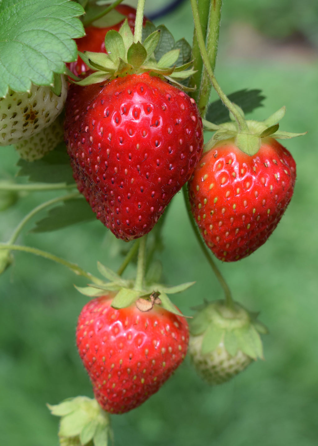 Tuinaardbei (Fragaria ananassa) BIO online kopen