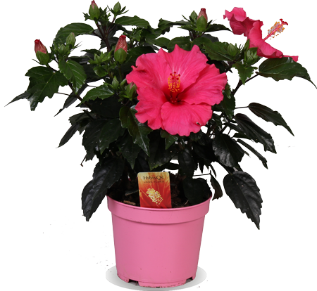 Hibiscus "adonicus pink" (Chinese roos) (S)