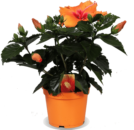 Hibiscus "adonicus orange" (Chinese roos) (S)