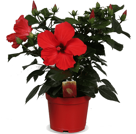 Hibiscus "volcano red" (Chinese roos) (S)