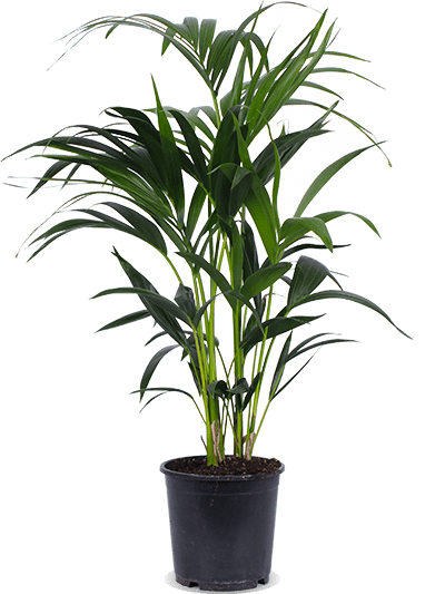 Howea forsteriana (Kentiapalm) (M)