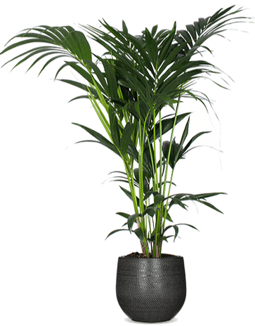 Howea forsteriana (Kentiapalm) (L)