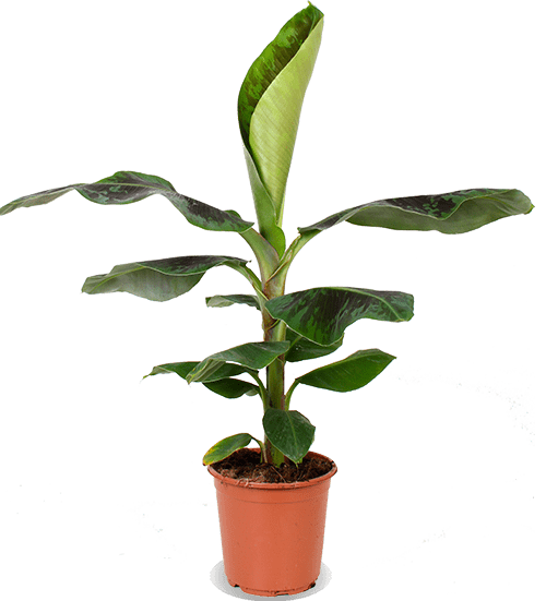 Musa dwarf cavendish (Bananenplant) (M)