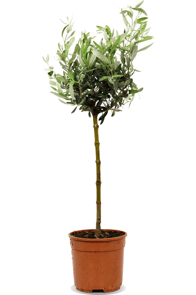 Olea (Olijfboom) kopen? | Dotan