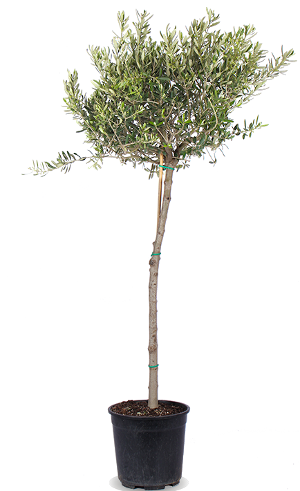 Olea (Olijfboom) (XL)