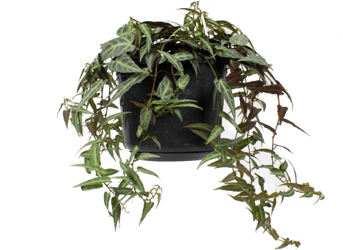 Parthenocissus amazonica (Suikerdruifje) (S)