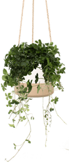 Parthenocissus striata (Suikerdruifje) (S)