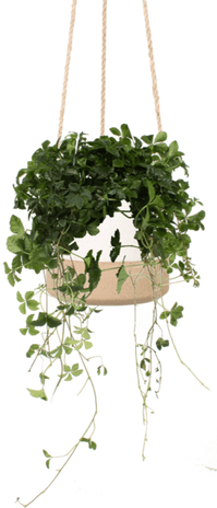 Parthenocissus striata (Suikerdruifje) (S)