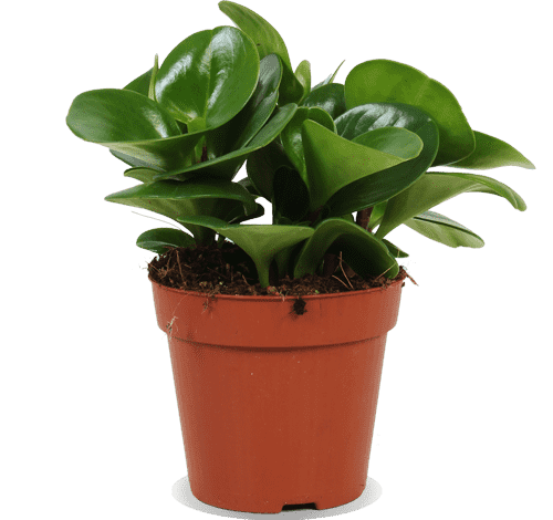 Peperomia obtusifolia (Krokodillentranen plant) (S)