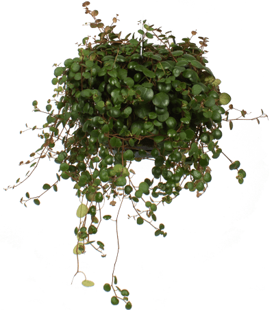 Peperomia pepperspot (Dwergpeper) (S)