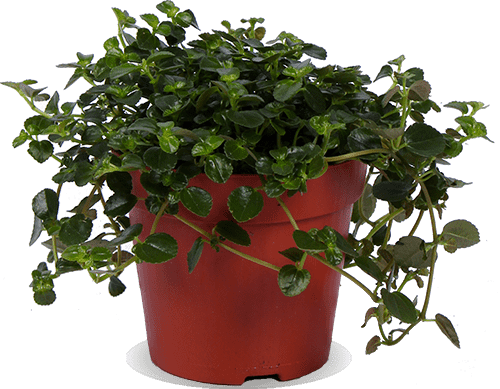 Pilea depressa (Kanonplantje) (S)