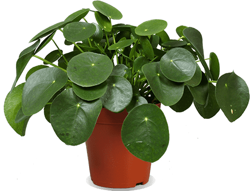 Pilea peperomioides (Pannenkoekplant) kopen