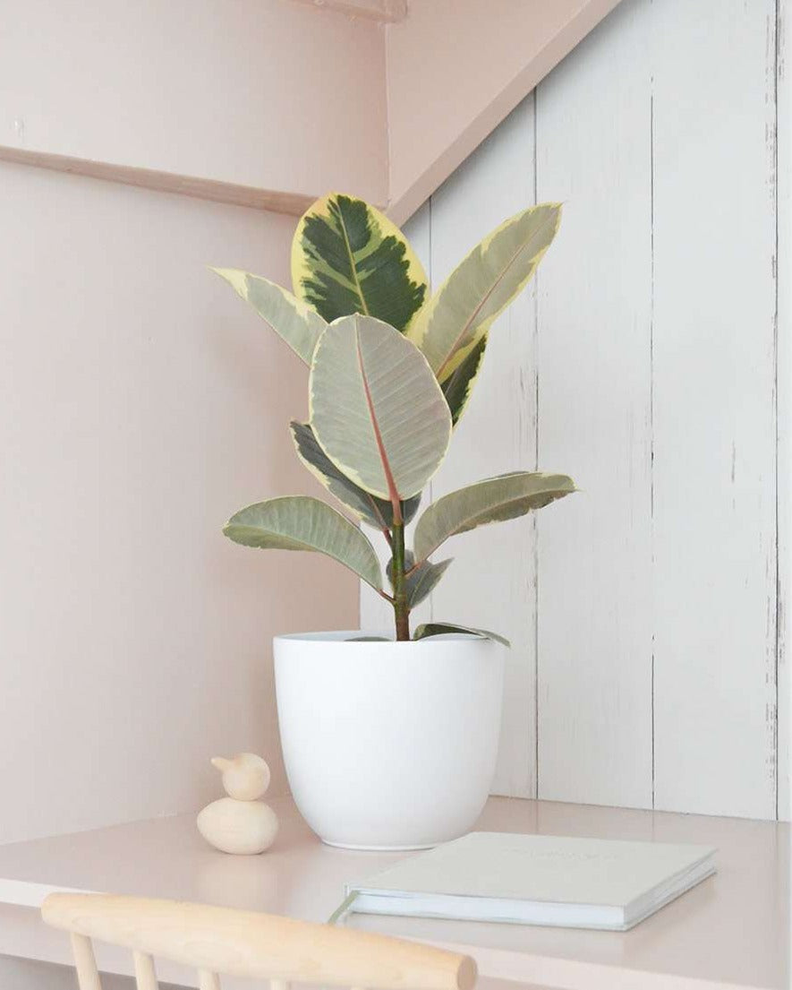 inspiratie