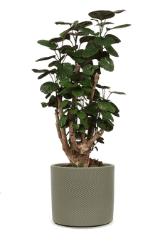 era-reliëf-23-olijf