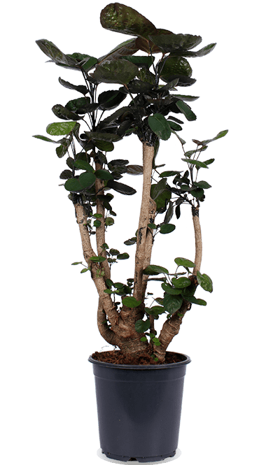 Polyscias fabian (Aralia) (M)