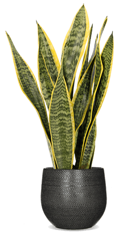 Sansevieria laurentii (Vrouwentong) (S)