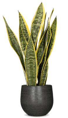 Sansevieria laurentii (Vrouwentong) (S)